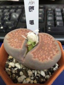 ﾒｾﾝとの出会い